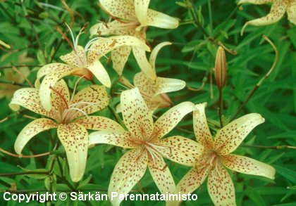  Lilium Hollandicum-Ryhm 'Aelita'
